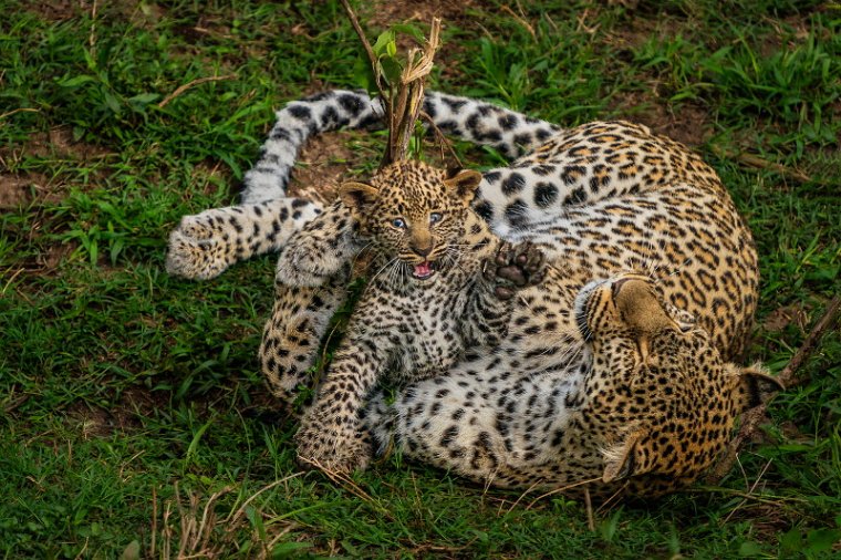 143 Masai Mara, luipaarden.jpg